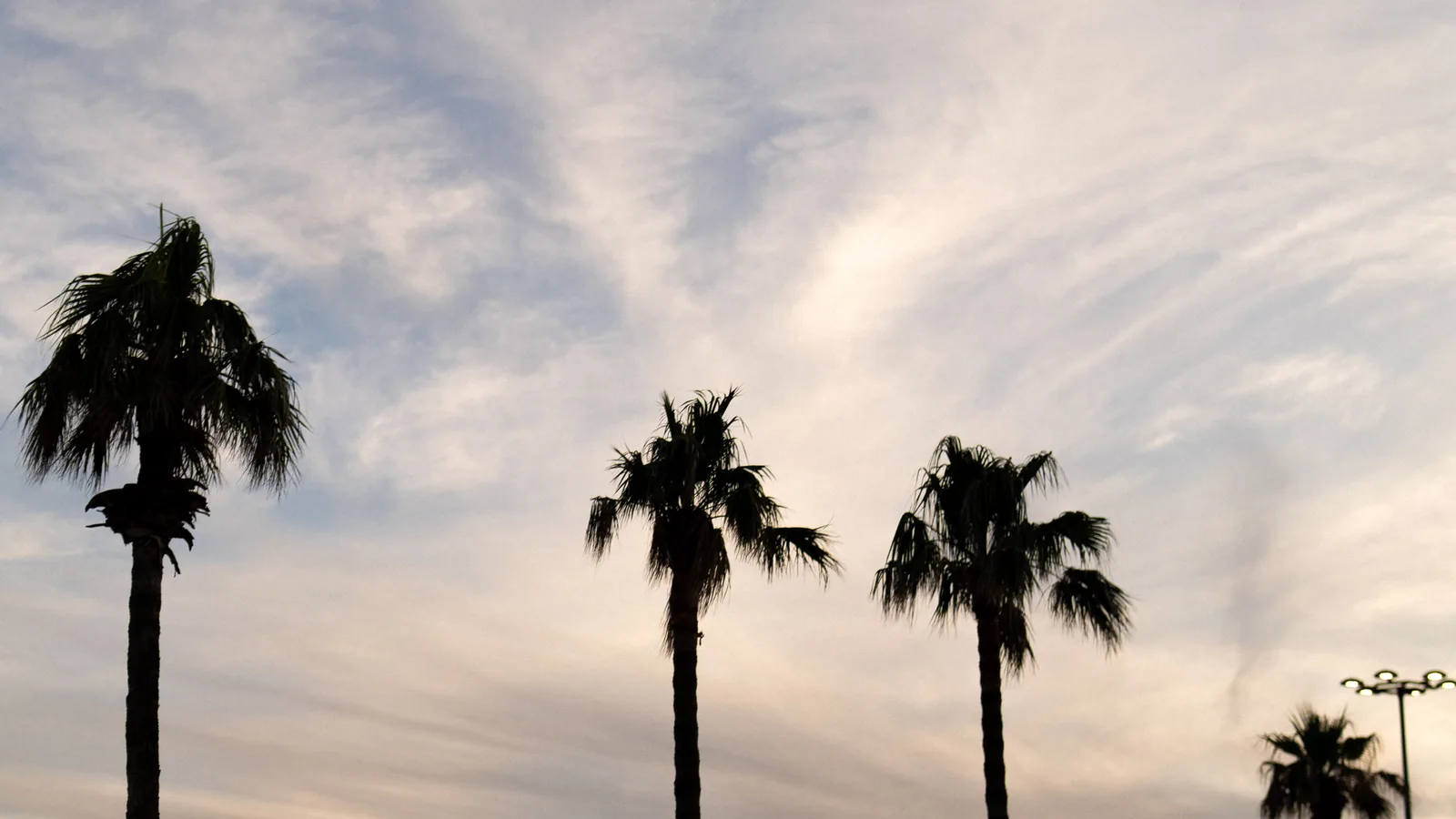 Le palme del lungomare di Porto Cesareo in controluce sul cielo del tramonto.
